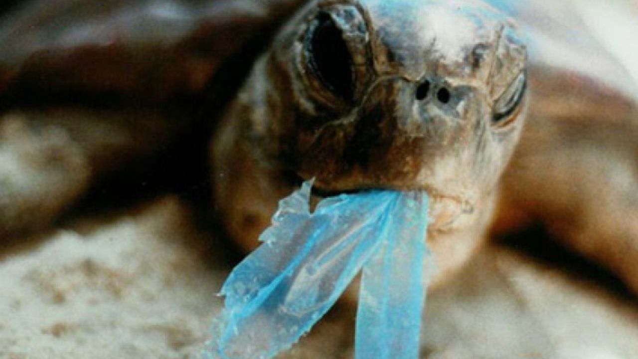 Plastik atıklar yüzünden deniz canlıları tehlikede
