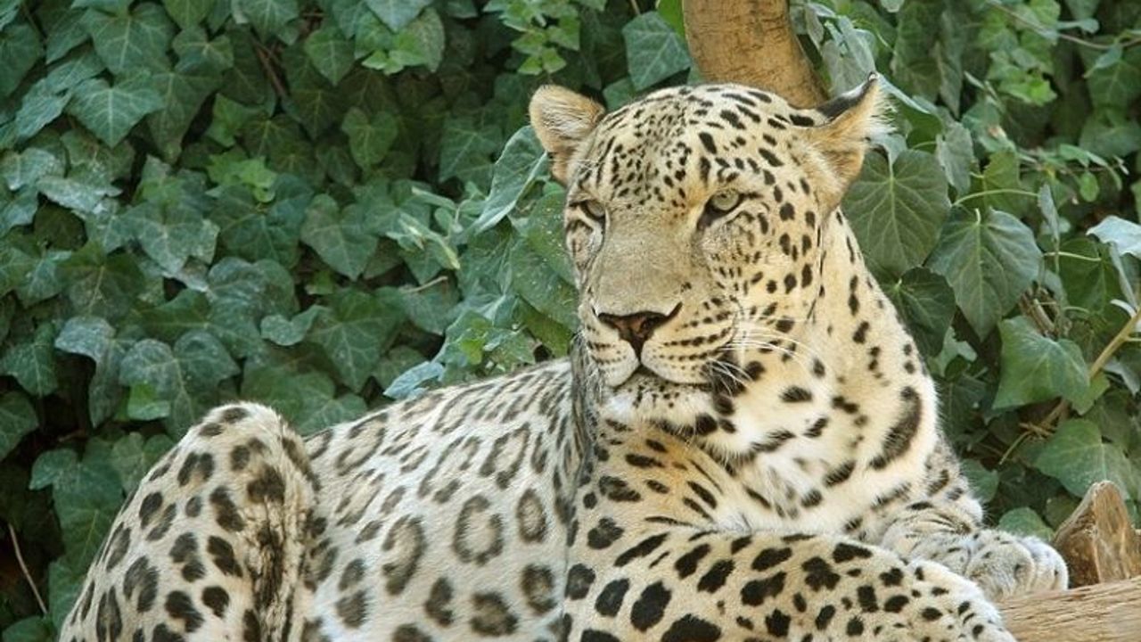 Nesli tükenmekte olan Anadolu leoaparı görüntülendi
