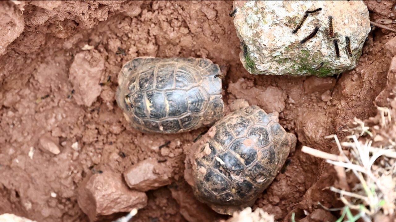 Depremden 50 gün sonra Kaplumbağalar kurtarıldı