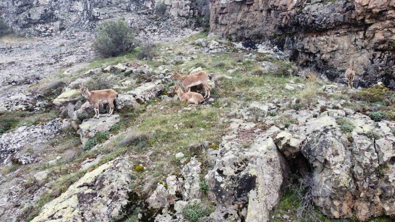 Dağların süsü yaban keçileri havadan görüntülendi