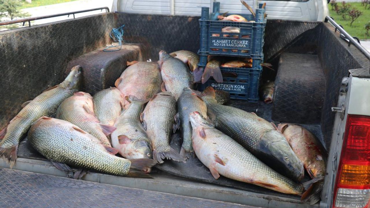 Elazığ’da kaçak avlanan 2,5 ton balık ele geçirildi