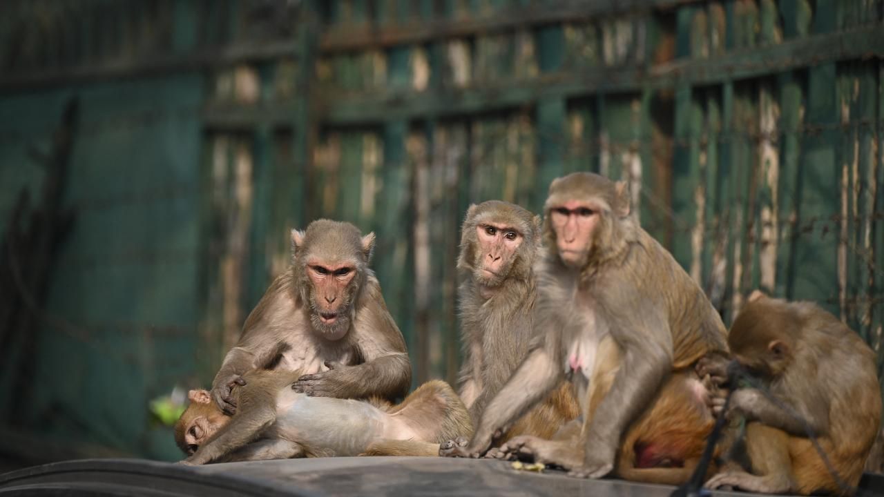 G20 Liderler Zirvesi öncesi Hindistan'da ilginç “maymun” önlemi!