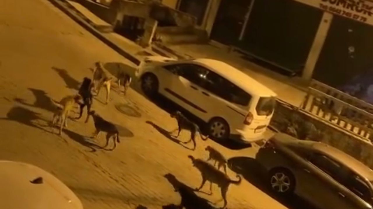 İstanbul Kağıthane'de sokak köpekleri vatandaşların kabusu oldu
