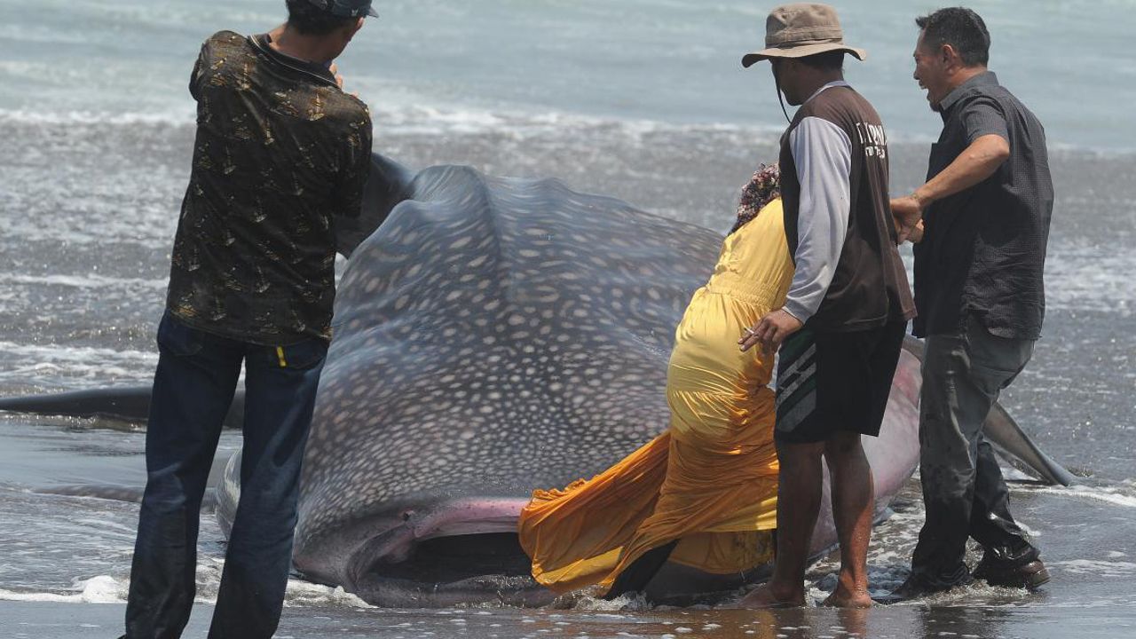 Dev balina köpek balığı Endonezya'da kıyıya vurdu