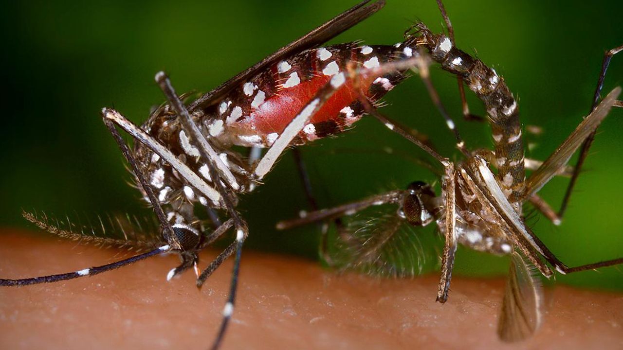 Fransa'da kaplan sivrisineği paniği yaşanıyor