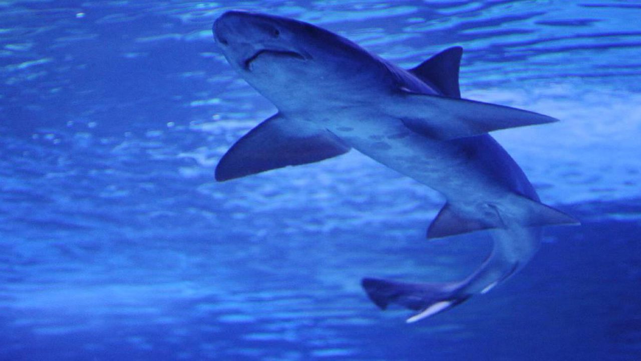 Avustralya'da köpek balığı tekneye saldırdı