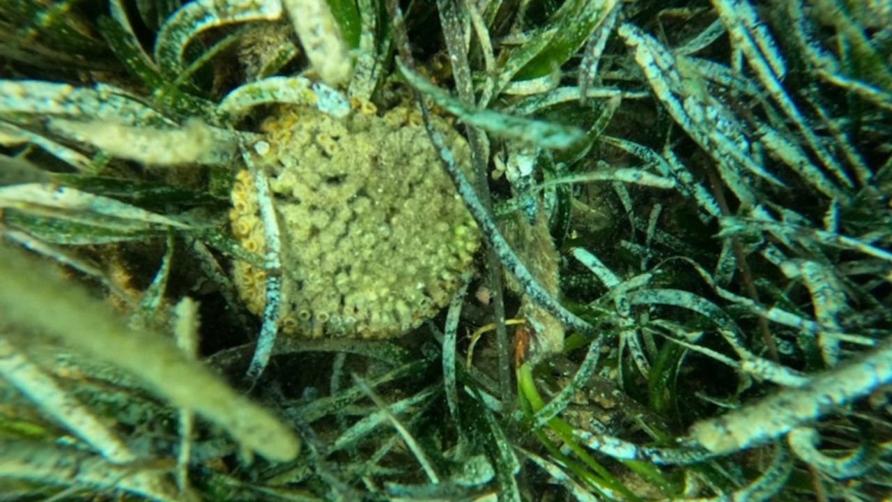 Karadeniz-Ildır Körfezi’nde taş mercan türüne rastlanıldı