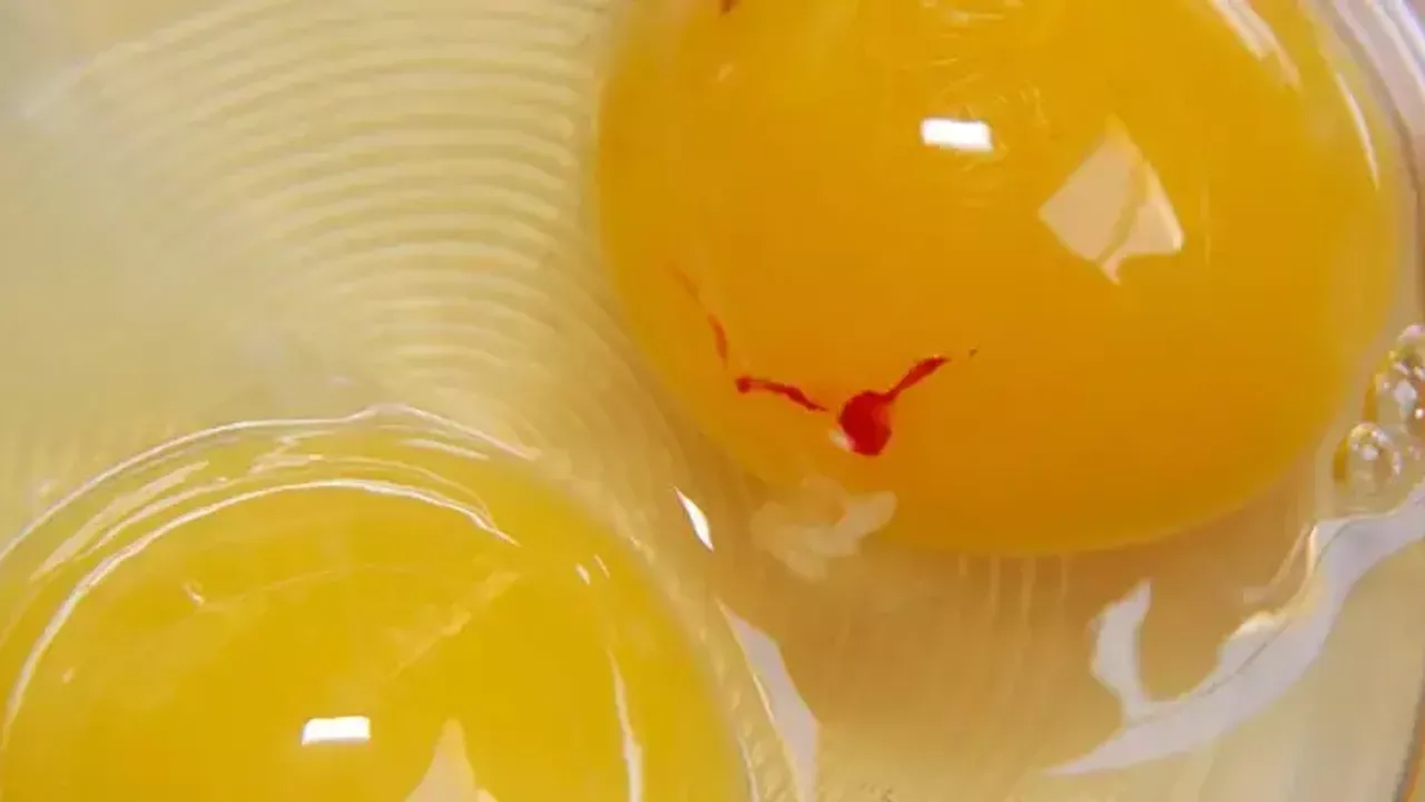 Почему яйцо оранжевое. Пятна на желтке куриного яйца. Черное пятно на желтке яйца.