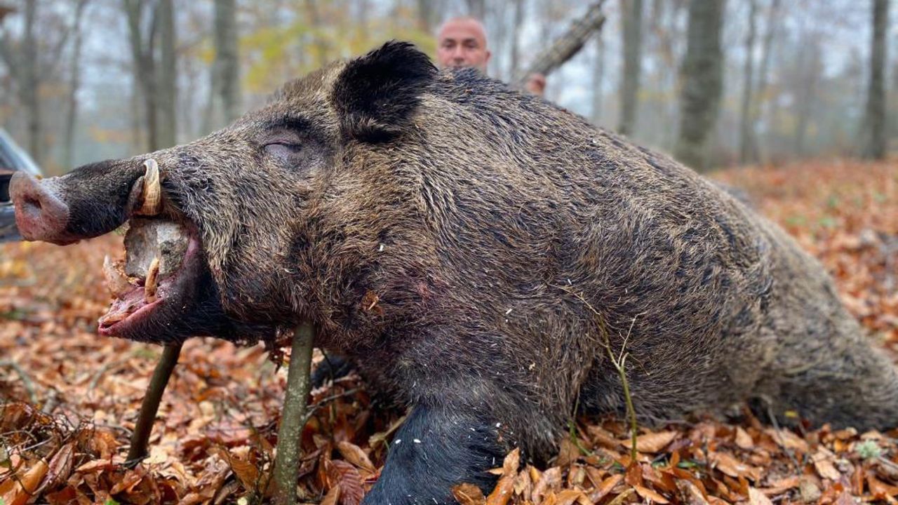 Tokat'ta çilek tarlasına dadanan devasa domuz avlandı