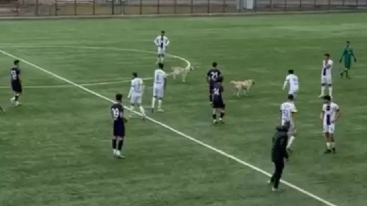 Lig maçında köpekler sahayı bastı