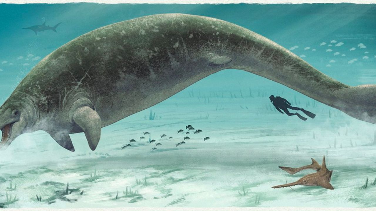 39 Milyon yıl öncesine ait keşif! Bilim dünyasını şok eden devasa balina