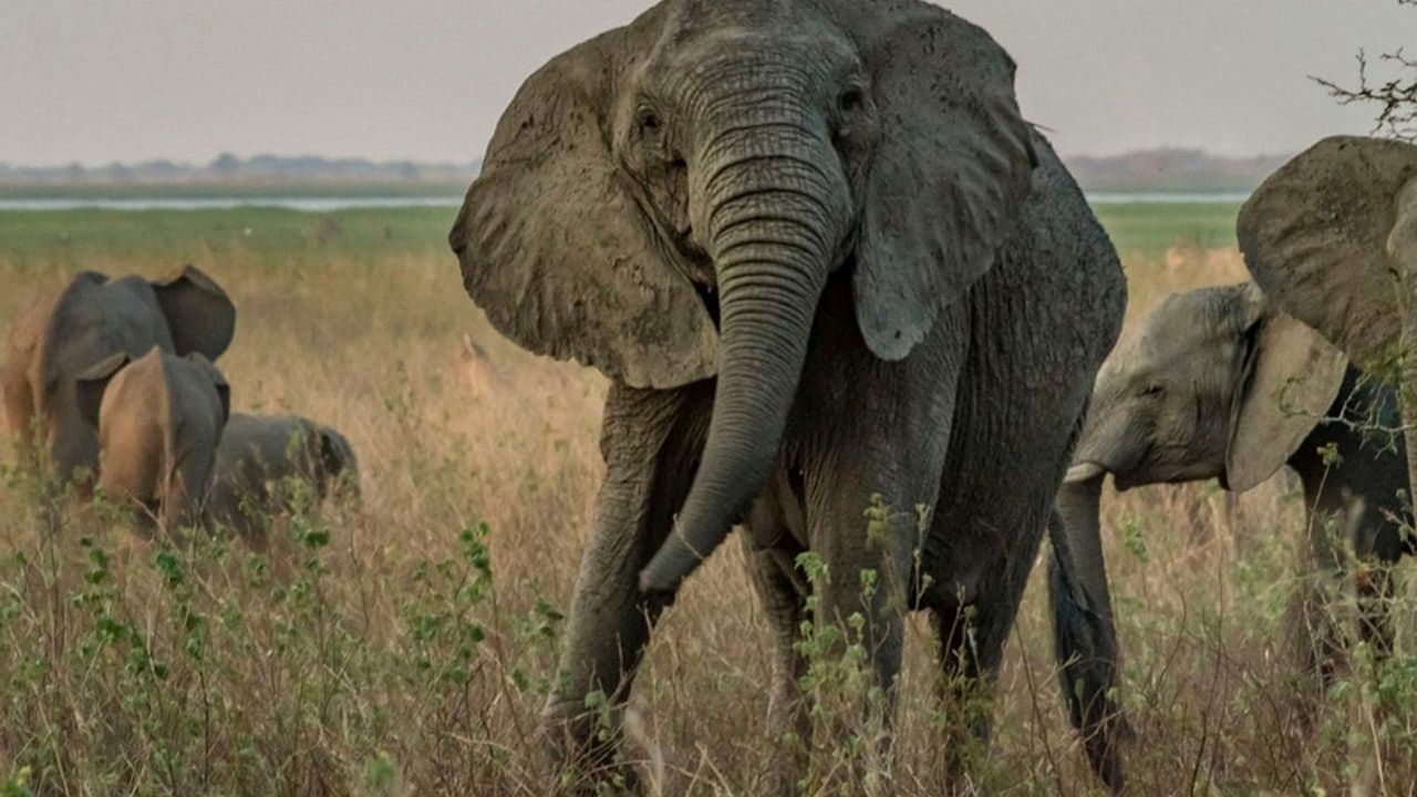 Yapay zeka Afrika’da keşfetti: Filler birbirlerine isimleriyle sesleniyor!