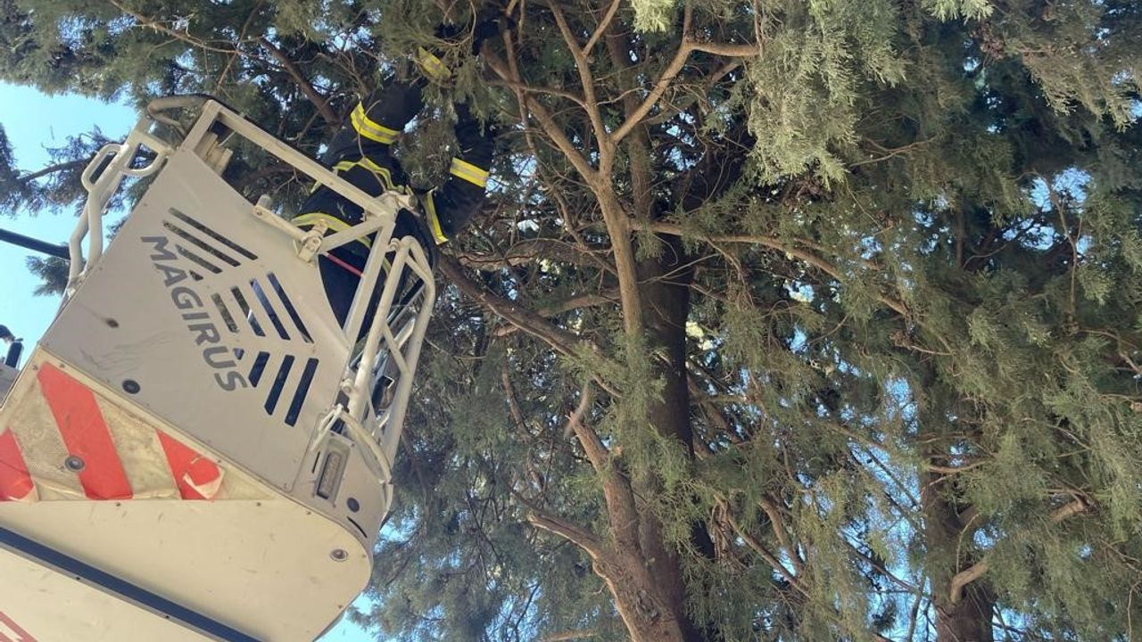 Ağaçta mahsur kalan kediyi itfaiye ekipleri kurtardı 