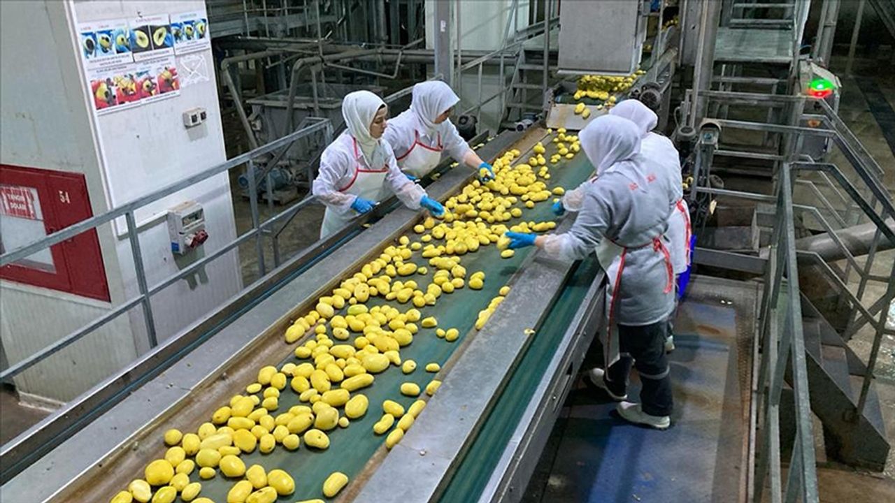 Patates severlerin dikkatine: İşlenmiş patatesi ihraç edip kabuklarından elektrik üretiyorlar