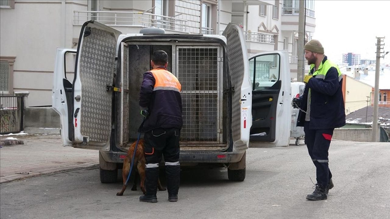 Dehşeti yaşadılar: Sivas'ta sahipli köpeğin saldırdığı 2'si çocuk, 4 kişi yaralandı