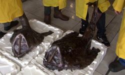Silivri'de 2 dev Fener Balığı yakalandı