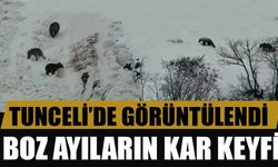 Tunceli'nde boz ayıların kar keyfi kameraya takıldı