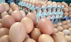 Organik diye satılan yumurtanın çoğu sahte