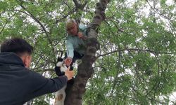 Yavru kediyi annesine kavuşturmak için hayatını hiçe sayarak ağaca tırmandı