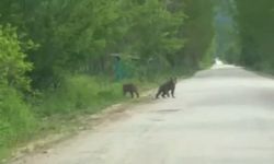 Anne ayı ve yavruları köy ziyaretine giderken görüntülendi
