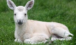 Polonya'da nadir görülen beyaz geyik bulundu