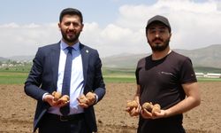 Irak'tan geldi: Cilo Dağı eteklerinde 100 dönüm patates ekti