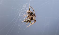 Dünyanın en ölümcül örümceğinin zehri duruma göre artıyor