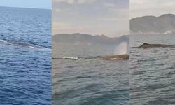 Marmaris'te balina heyecanı! Dev canlı kamerada