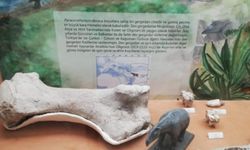 Çorum'da dev gergedan fosiline ait yeni kemikler bulundu