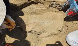 Çorum'da dev gergedan fosiline ait yeni kemikler bulundu