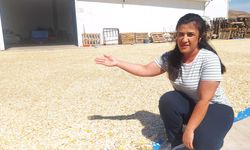 Çiftçi kadının büyük başarısı: İlk defa kabak ekti 15 ton ürün elde etti