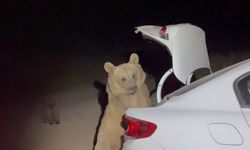 Nemrut'ta, ayılar bu sefer bagajdan yiyecek çaldılar! O anlar kameralara yansıdı