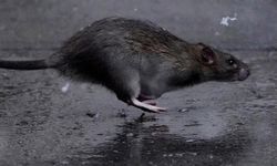 İspanya'da fare öldürene 18 ay hapis cezası