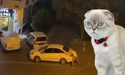 İstanbul’da kedi yüzünden silahlı çatışma çıktı, yoldan geçen kurye vuruldu
