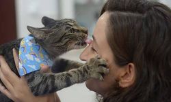 Kendisini tedavi ettiren kedi Ali Cabbar'a yeni bir yuva aranıyor