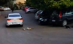 Ezilen sokak kedisinin yardımına diğer kediler koştu