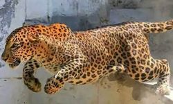 Pakistan'da leopar pazar yerine daldı