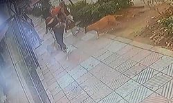 Pitbull yolda yürüyen iki kadının köpeğine saldırdı