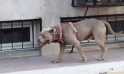 Malatya’da feci olay: Pitbull köpek kalabalığın arasına dalıp saldırdı