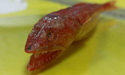 Kızıldeniz'de yaşayan bir balık türü Akdeniz'de ilk kez görüldü