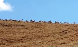 Hakkari'de dağ keçisi sürüsü görüntülere takıldı