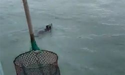 Giresun'da balıkçılar denizde yavru ayı yakaladı- İzle