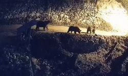 Karabük'te köye inen kurtlar ayılar kamerada