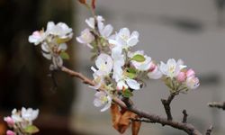 Gümüşhane'de elma ağacı Kasım'da çiçek açtı