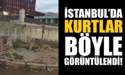 Aç kurtlar İstanbul sokaklarında yiyecek aradı!