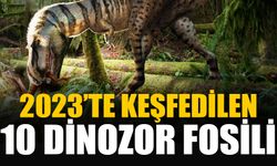 2023'te keşfedilen ve dudak uçuklatan 10 dinozor fosili