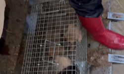 Çınarcık’ta sel felaketi: 4 yavru köpek son anda kurtarıldı