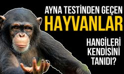 Hangi hayvanlar aynada kendilerini tanıyabilir?