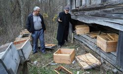 Kastamonu'da ayılar 50 arı kovanını parçaladı