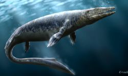 Bilim dünyası şokta: 90 milyon yıl önce yaşamış canlı türü bulundu! Günümüzdeki en büyük köpekbalığının...